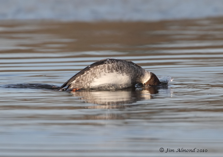 Goldeneye female diving Colemere 12 12 10  IMG_8286